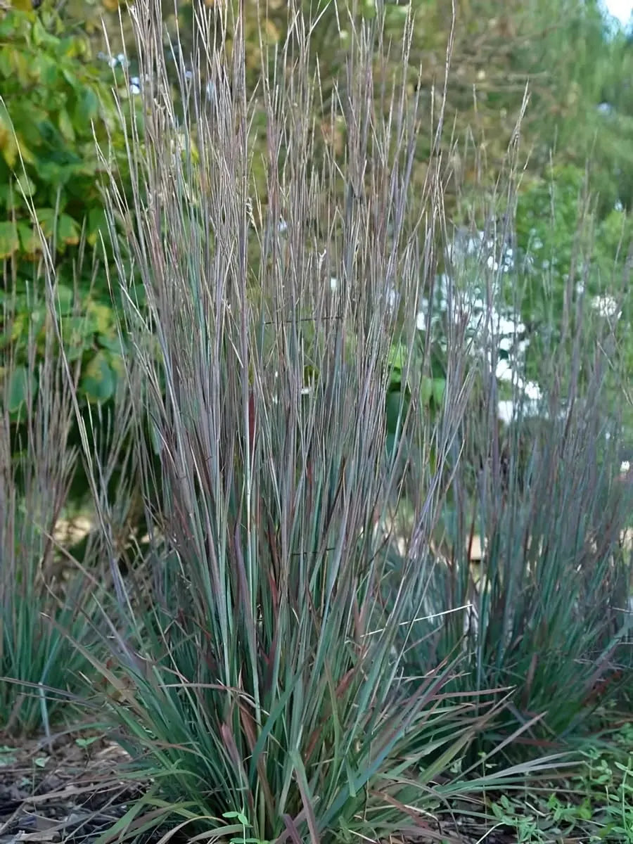 Ziergras Schizachyrium scoparium 'Standing Ovation' von Stauden Gänge, kleines Präriegras mit aufrechtem, rotem bis braunem Blätter.
