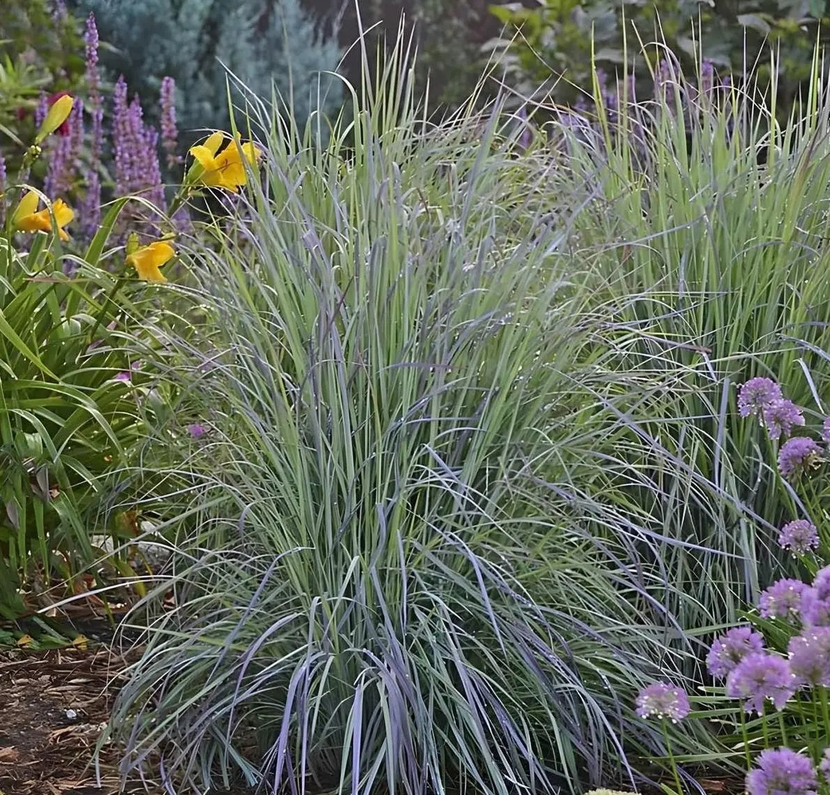 Ziergras Schizachyrium scoparium 'Twilight Zone' mit rotem bis braunem Laub, kleines Präriegras, Stauden Gänge