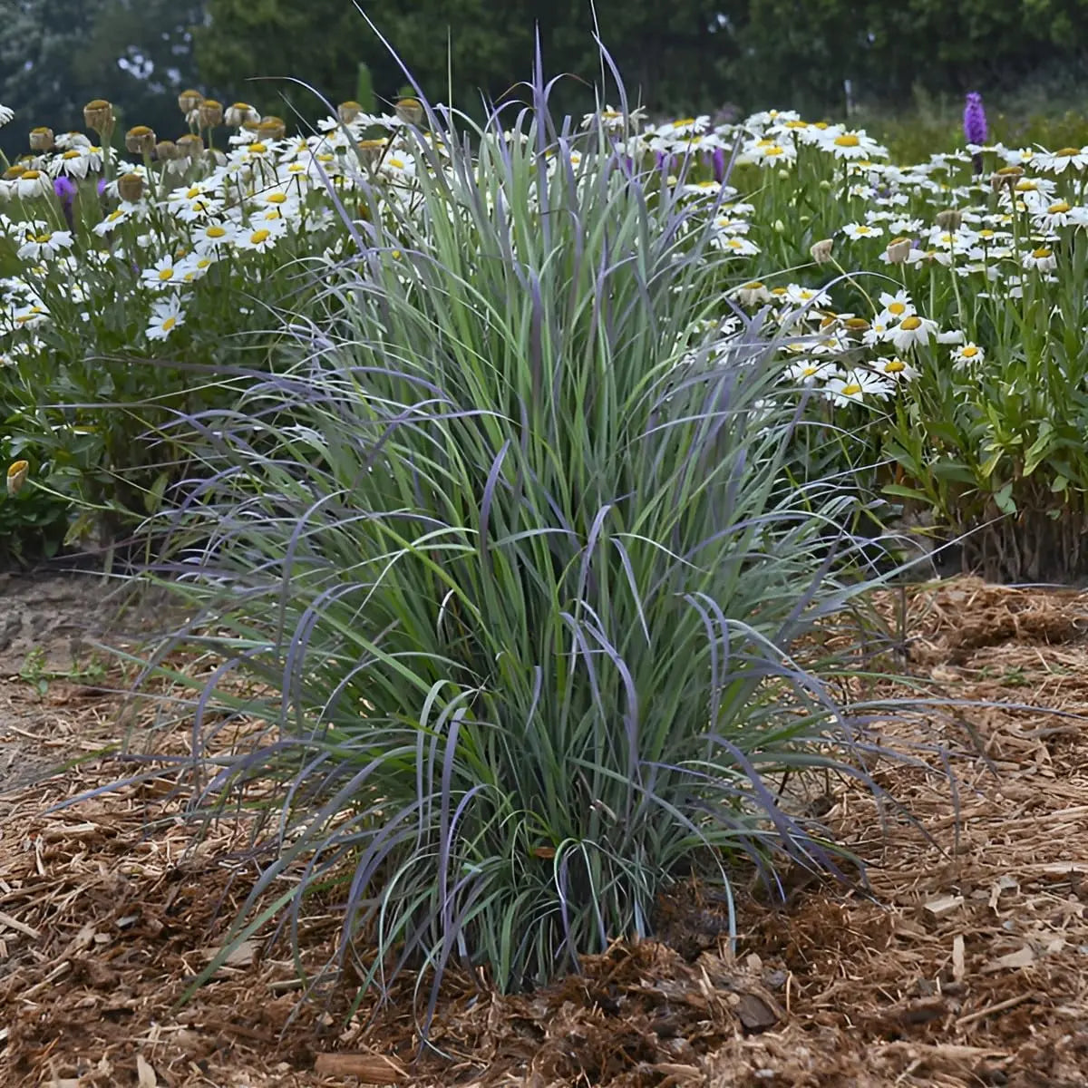 Ziergras Schizachyrium scoparium 'Twilight Zone’ mit silbrigen, rotbraunen Halmen, kleines Präriegras, Stauden Gänge