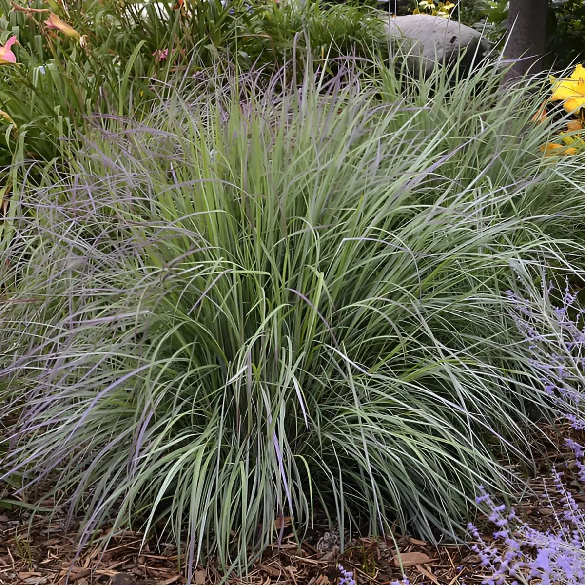 Ziergras Schizachyrium scoparium 'Twilight Zone' von Stauden Gänge, kleines Präriegras mit rotem und grünem Blattwerk.