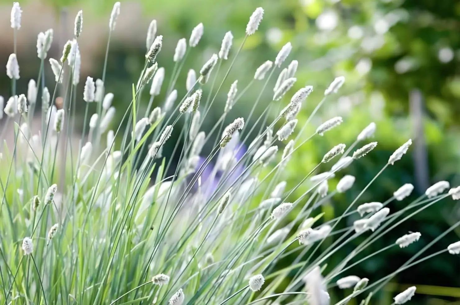 Ziergras Sesleria sadleriana, Ungarisches Blaugras, grüne schmale Blätter, im Gartenbeet, Stauden Gänge.