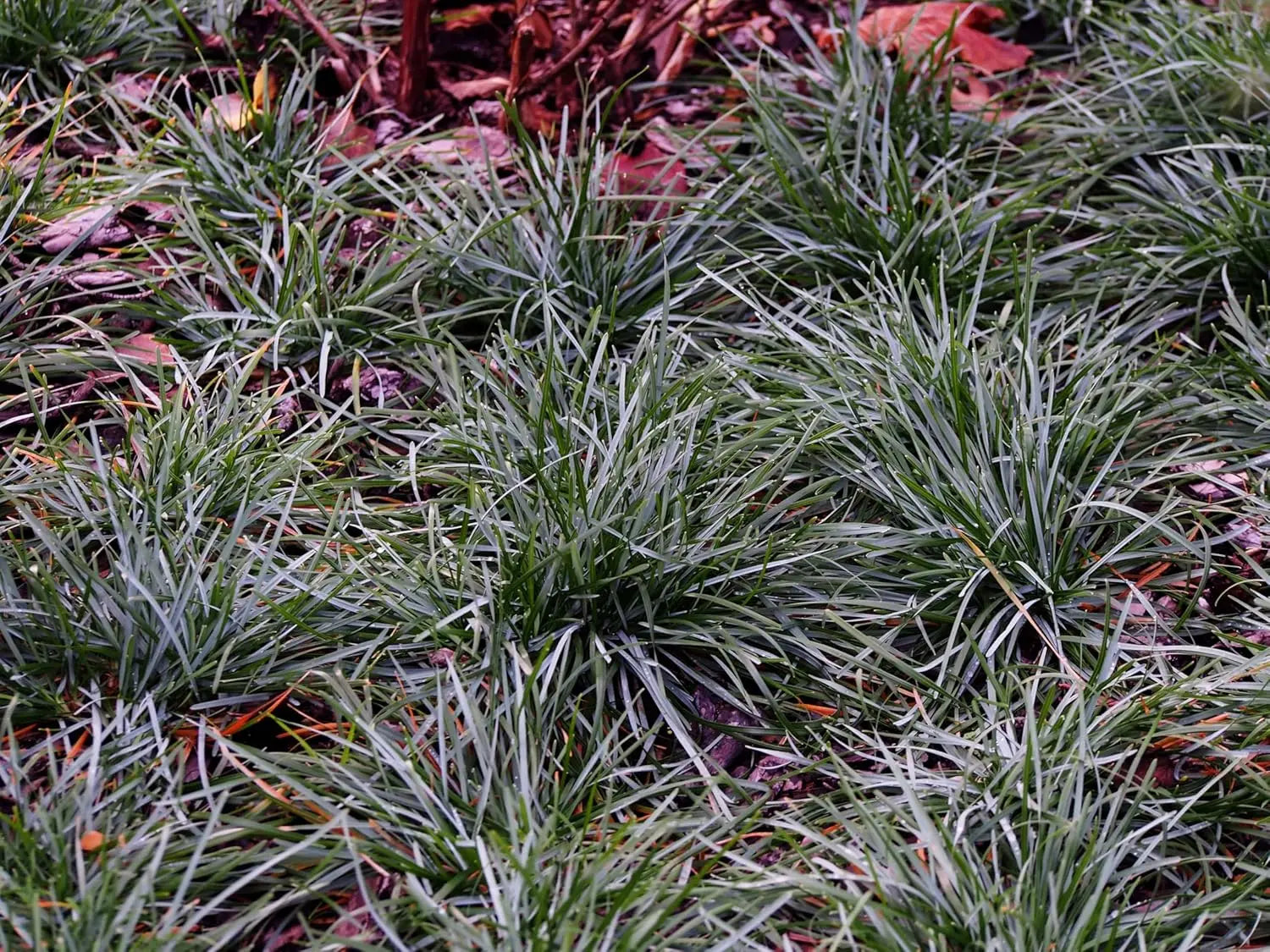 Ziergras Sesleria sadleriana, Ungarisches Blaugras, grüne Blätter und dichte Staude, von Stauden Gänge.