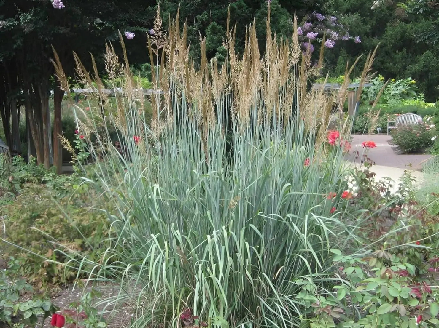 Ziergras Sorghastrum nutans 'Indian Steel' von Stauden Gänge, mit goldgelben und braunen Blättern im Garten.