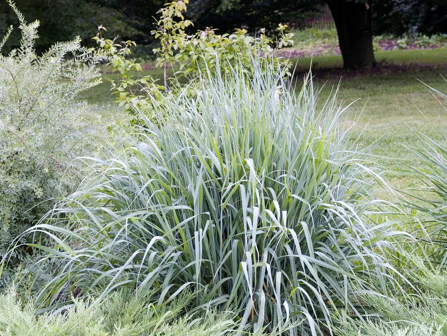 Ziergras Sorghastrum nutans 'Indian Steel' von Stauden Gänge, mit goldgelben Halmen und braunen Ähren im Garten.