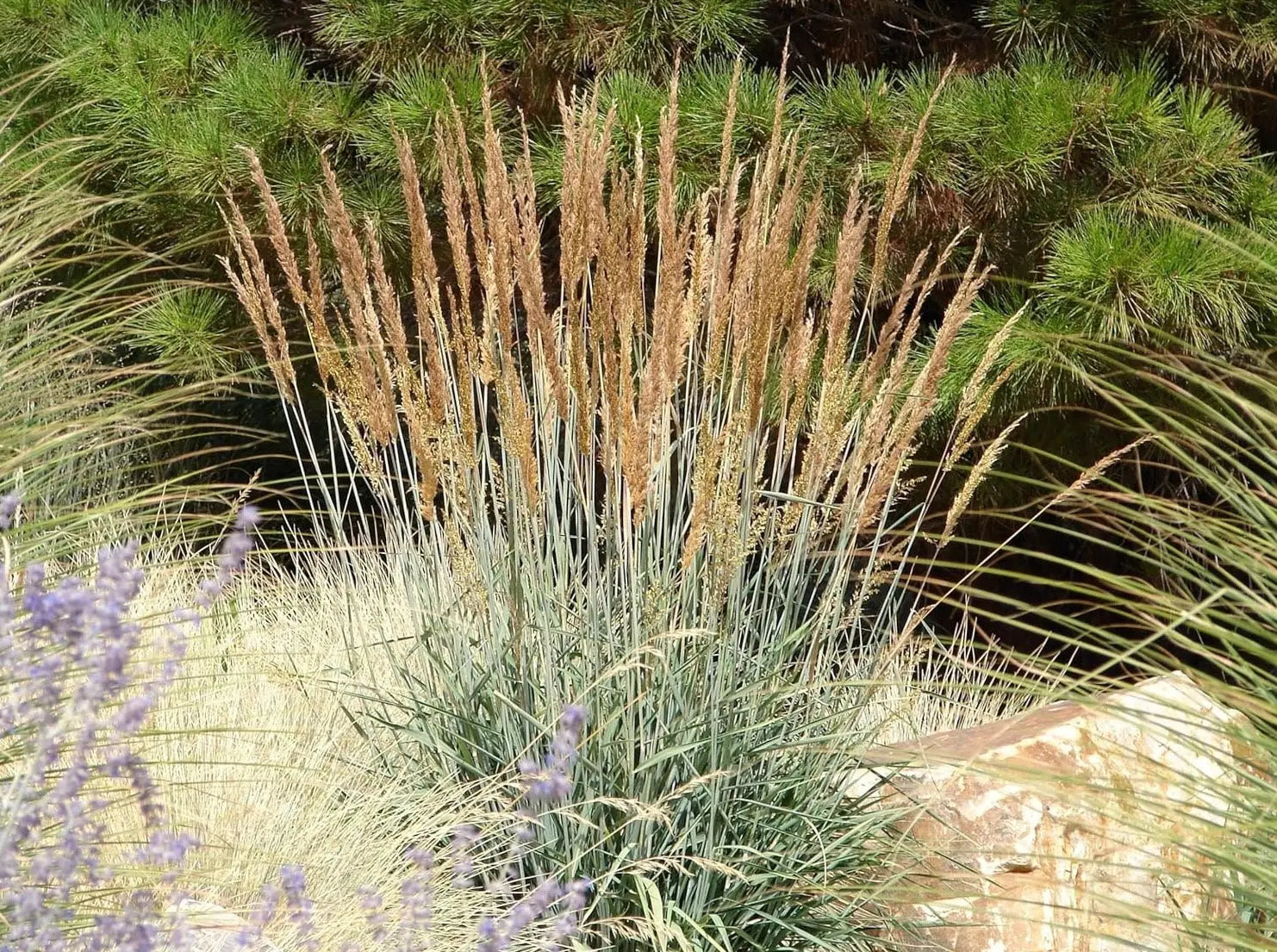 Sorghastrum nutans Indianer Gras, Ziergras von Stauden Gänge, mit goldgelben Blütenähren im Garten.