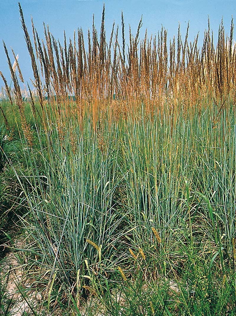 Ziergras Sorghastrum nutans, Indianer Gras, mit goldgelben Blütenständen, vom Markenhersteller Stauden Gänge