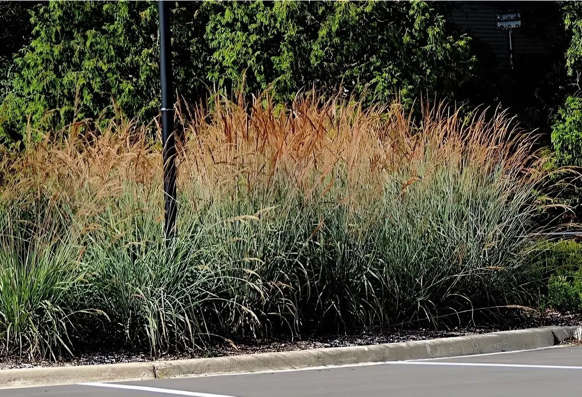 Sorghastrum nutans Indianer Gras, Ziergras von Stauden Gänge, mit goldbraunen Blättern und federförmigen Rispen.