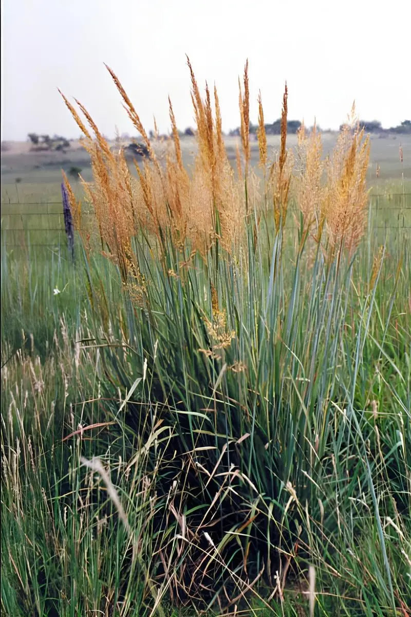 Ziergras Sorghastrum nutans, Indianer Gras, mit goldgelben Blütenständen, Stauden Gänge, dekoratives Ziergras im Garten