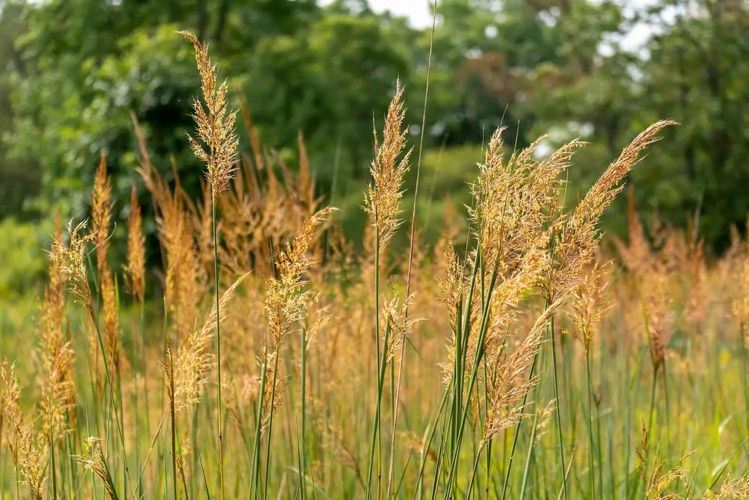 Ziergras Sorghastrum nutans, auch Indianer Gras, von Stauden Gänge, mit goldgelben Ähren und grünen Blättern.