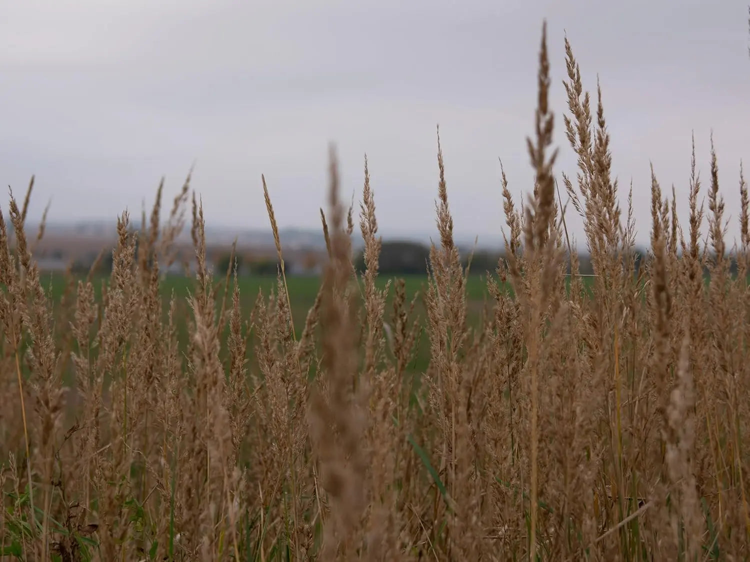 Sorghastrum nutans, Indianer Gras, Ziergras von Stauden Gänge, mit goldgelben Blättern und braunen Rispen im Garten.