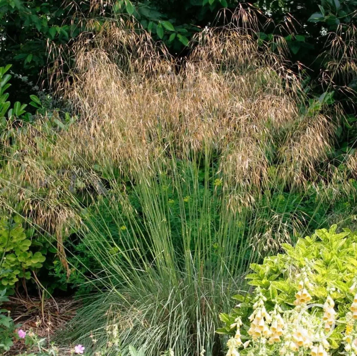 Großes Riesen-Federgras (Stipa gigantea) von Stauden Gänge, Ziergras mit langen, feinen, goldenen Halmen im Garten.