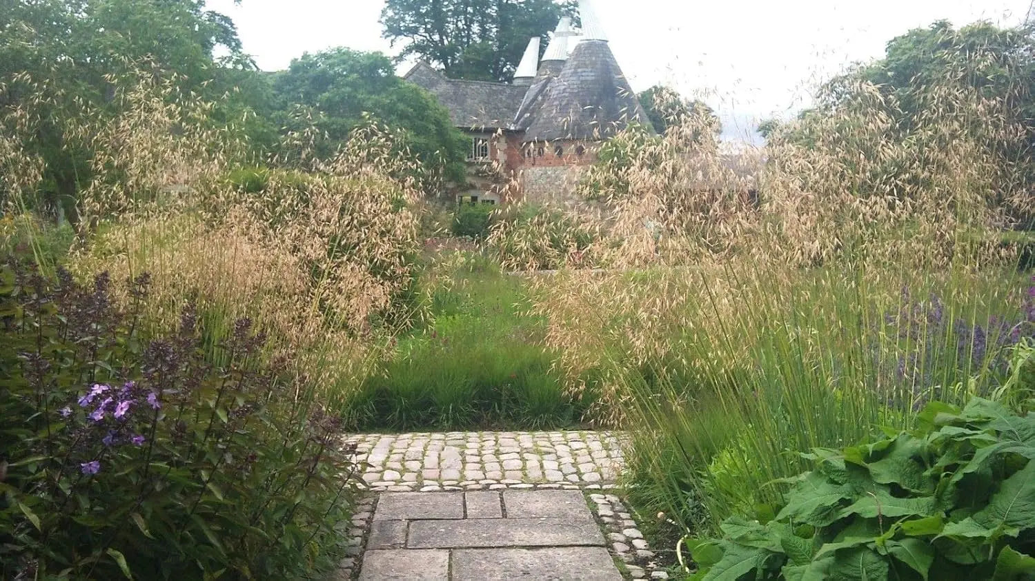 Großes Stipa gigantea Riesen-Federgras als Ziergras von Stauden Gänge, mit langen, federartigen Halmen im Garten.