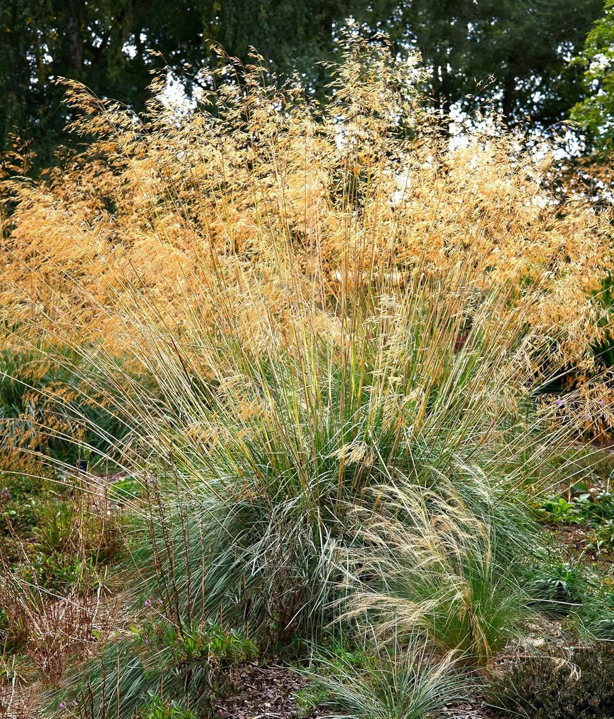 Großes, elegantes Riesen-Federgras Stipa gigantea von Stauden Gänge, mit langen, federartigen Halmen und grazilem Wuchs.