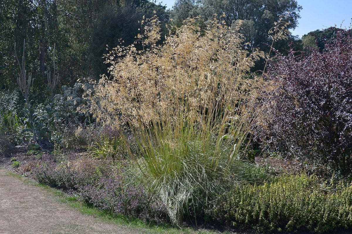 Große, elegante Stipa gigantea Riesen-Federgras als Ziergras, mit feinen, langen Wedeln im Garten.