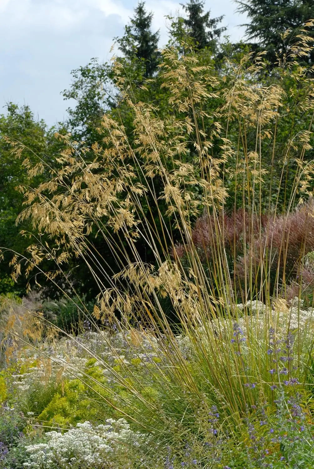 Großes Stipa gigantea Riesen-Federgras, Ziergras von Stauden Gänge, mit langen, federartigen Halmen im Garten.