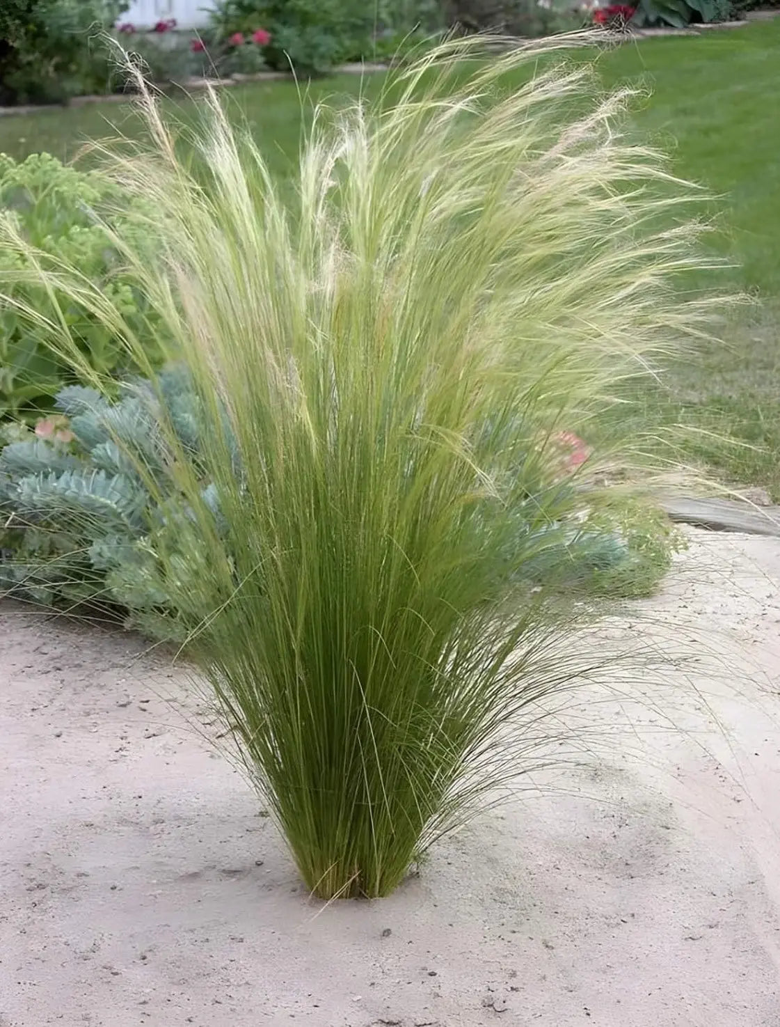 Ziergras Stipa tenuissima 'Pony Tails' in XXL-Topf, feines Federgras, von Stauden Gänge, detailreiche Nahaufnahme