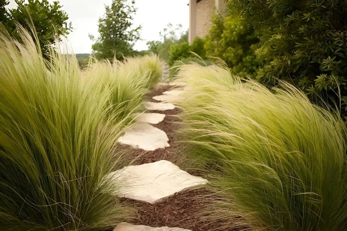 Ziergras Stipa tenuissima 'Pony Tails' in XXL-Topf, feine, lange Halme, lebendiges Federgras von Stauden Gänge