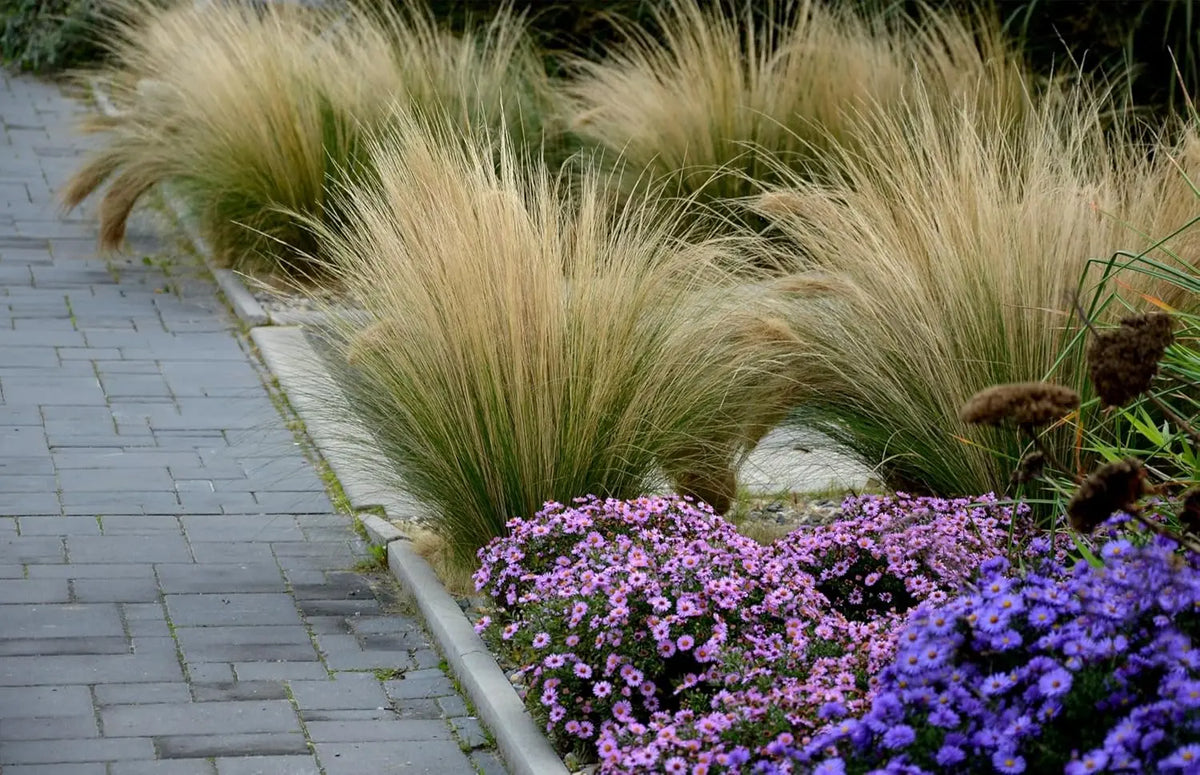 Ziergras Stipa tenuissima 'Pony Tails' in XXL Topf, feine, zarte Graswedel, von Stauden Gänge.