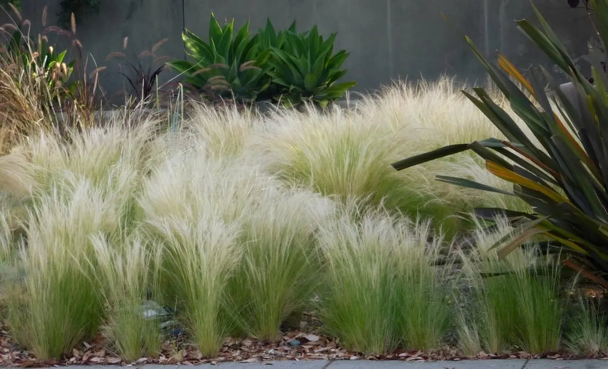 Ziergras Stipa tenuissima 'Pony Tails' in XXL-Topf, feine, seidige Graswedel, dekoratives Ziergras von Stauden Gänge.