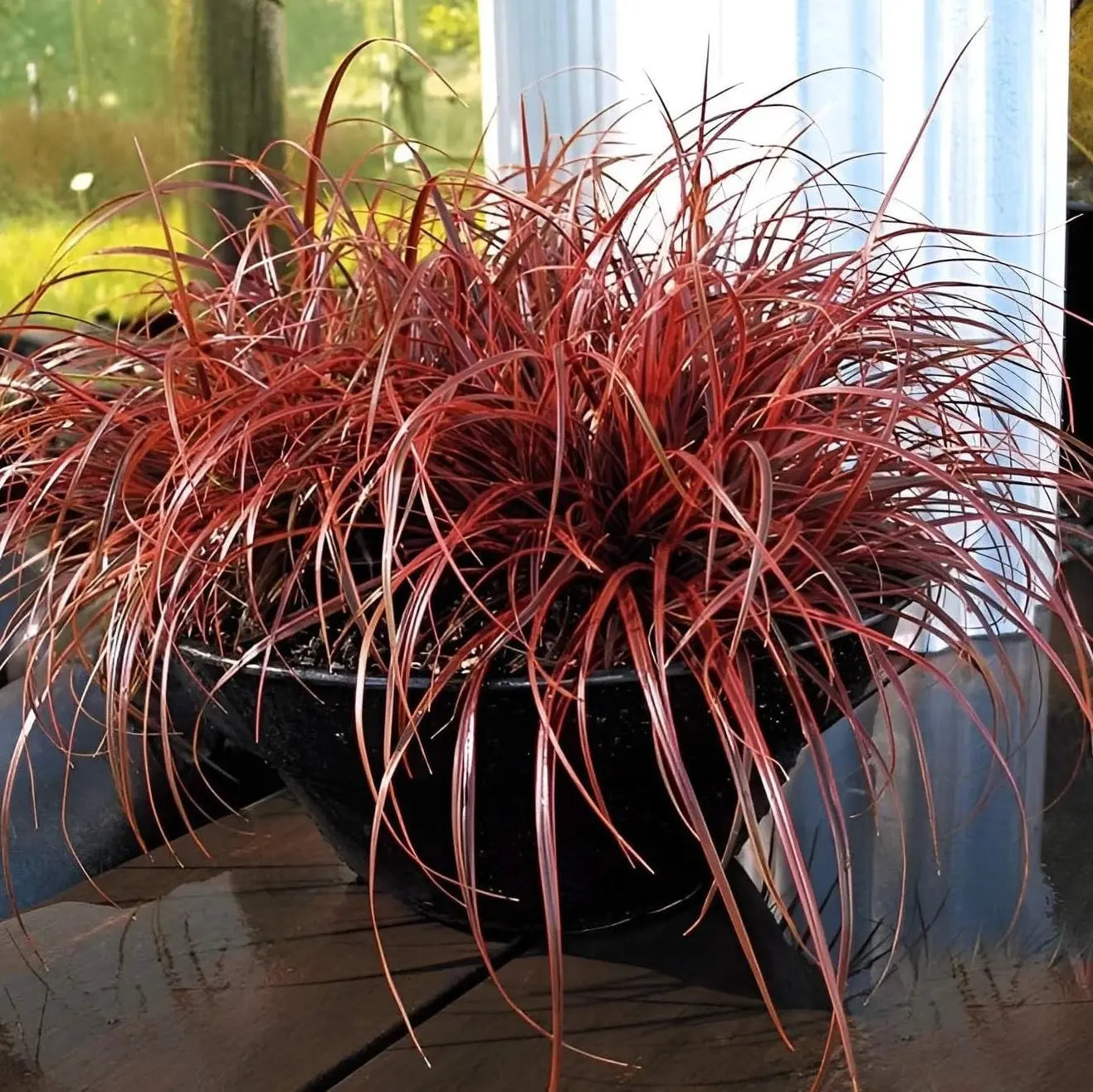 Ziergras Uncinia rubra 'Everflame' mit leuchtend roten und grünen Blättern, Stauden Gänge, Mahagoni Gras, Gartenpflanze