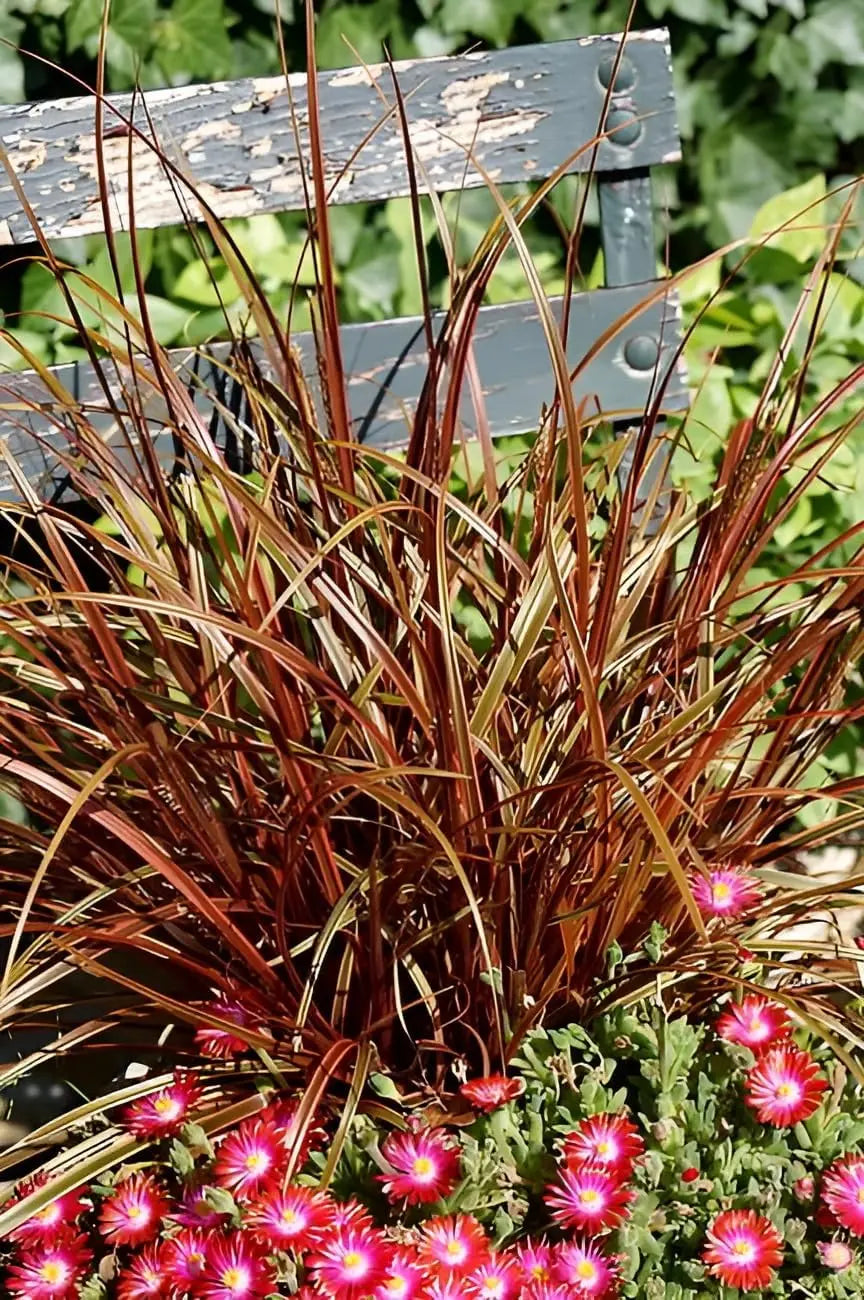 Uncinia rubra 'Everflame', rotes Ziergras mit schmalen Blättern, wächst auf einem Beet, von Stauden Gänge für Garten und Balkon.