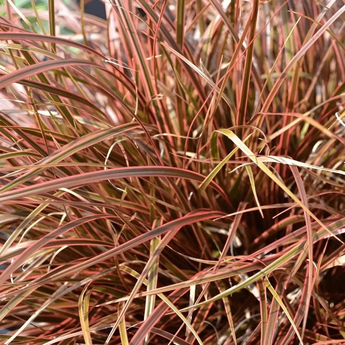 Ziergras Uncinia rubra 'Everflame' mit leuchtend orange-roter Färbung, Stauden Gänge, dekoratives Mahagoni Gras im Garten