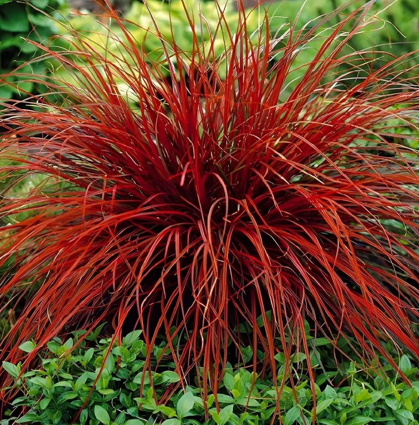 Uncinia rubra 'Firedance', rotes Ziergras mit mahagonifarbenen Halmen, im Garten. Stauden Gänge, dekoratives Ziergras.