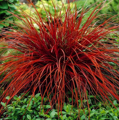 Uncinia rubra 'Firedance', rotes Ziergras mit mahagonifarbenen Halmen, im Garten. Stauden Gänge, dekoratives Ziergras.