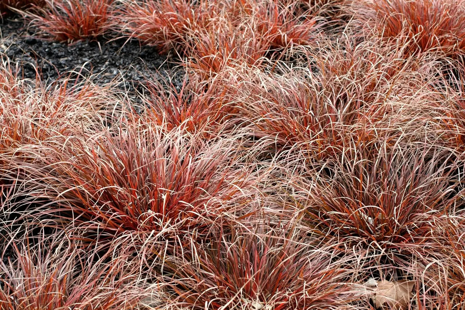 Uncinia rubra 'Firedance', rotes Ziergras mit mahagonifarbenen Blättern, im Gartenbeet, Stauden Gänge.