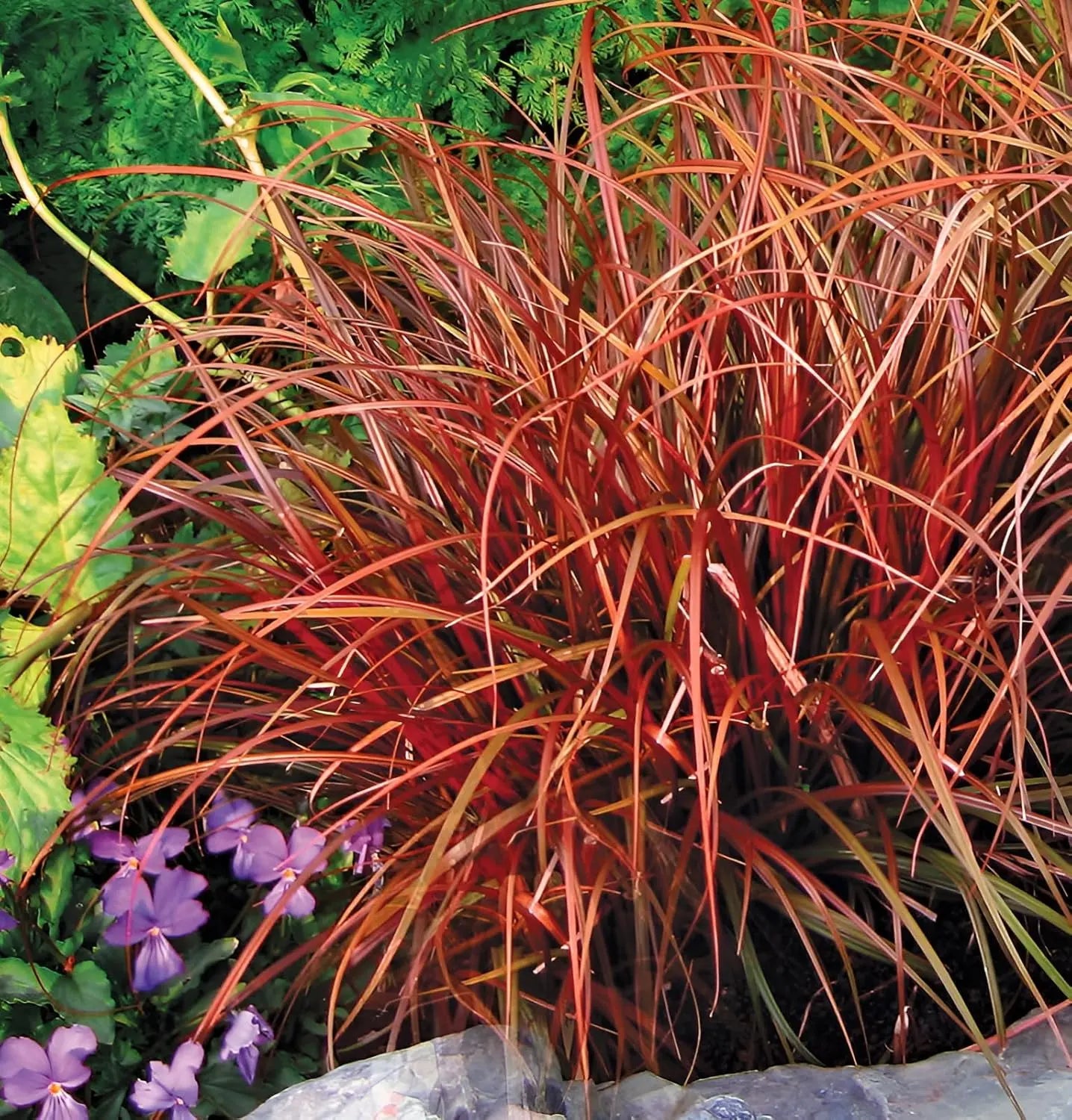 Uncinia rubra 'Firedance', rotes Mahagoni-Ziergras, dichtes, dekoratives Ziergras für Garten und Balkon, von Stauden Gänge