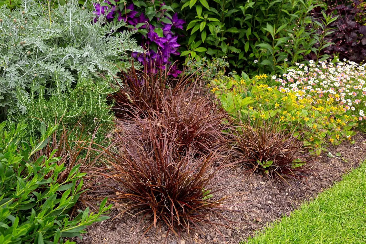 Uncinia rubra 'Firedance', Mahagonigras, Ziergras von Stauden Gänge, rotes, dekoratives Ziergras mit roten Halmen.