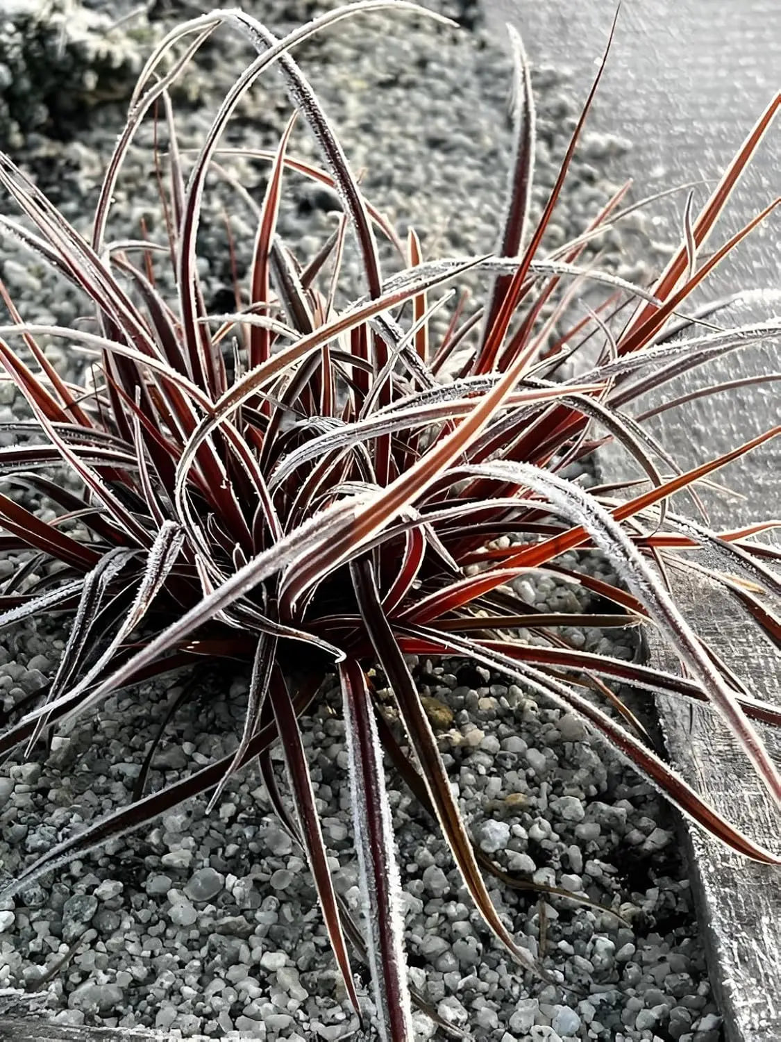 Uncinia rubra 'Firedance', mahagonifarbenes Ziergras von Stauden Gänge, mit schmalen Blättern und rotem Farbverlauf.