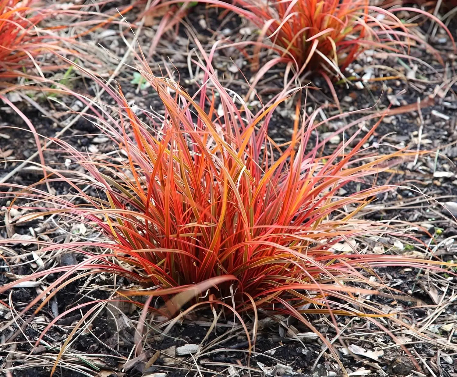 Ziergras Uncinia rubra 'Firedance' mit mahagonbraunen Halmen, dekoratives Stauden Gänge Pflanzengarten, Nahaufnahme