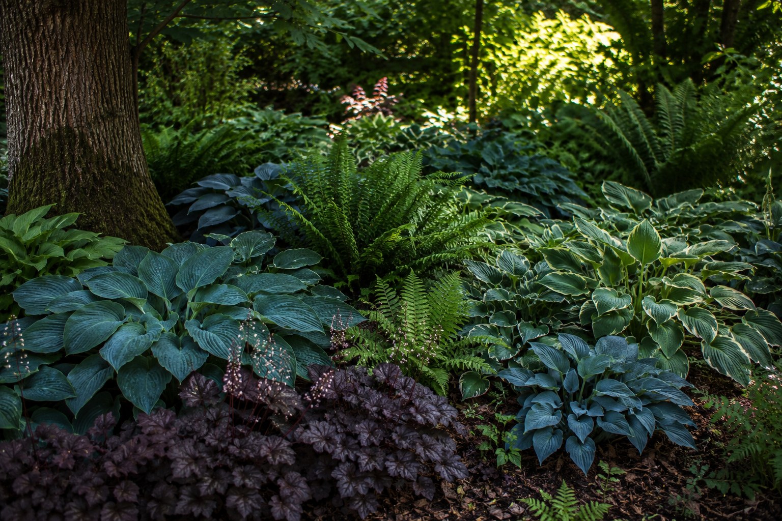 Schattiger Waldgarten mit Hosta, Farnen und Bodendeckern unter Gehölzen