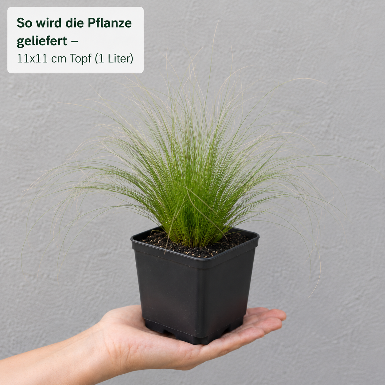 So wird das Federgras Stipa tenuissima 'Pony Tails' von Stauden Gänge geliefert: kräftige Jungpflanze im 11x11 cm Topf (1 Liter).