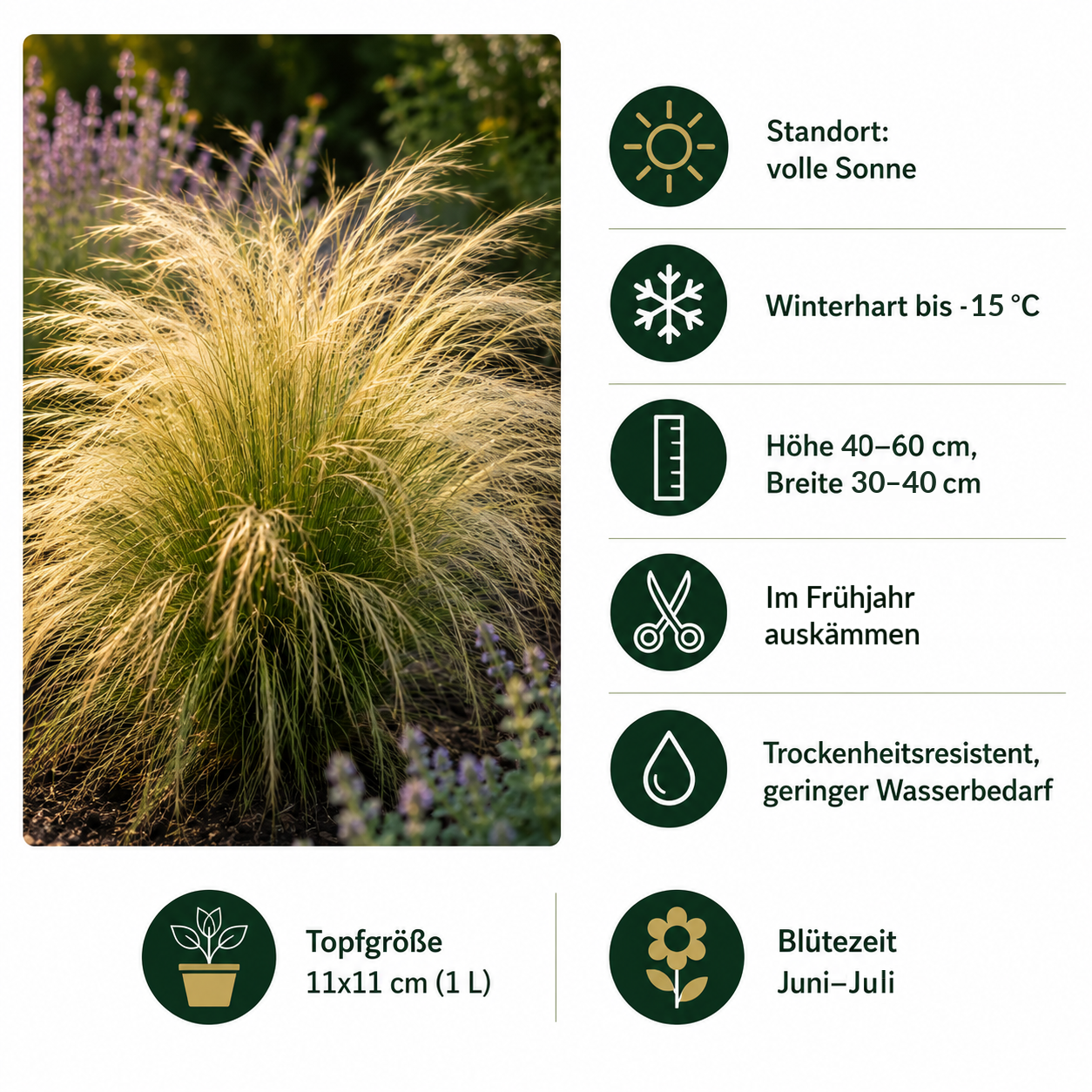 Steckbrief Stipa tenuissima 'Pony Tails' von Stauden Gänge: volle Sonne, winterhart bis −15 °C, Höhe 40–60 cm, im Frühjahr auskämmen, Blütezeit Juni bis Juli.