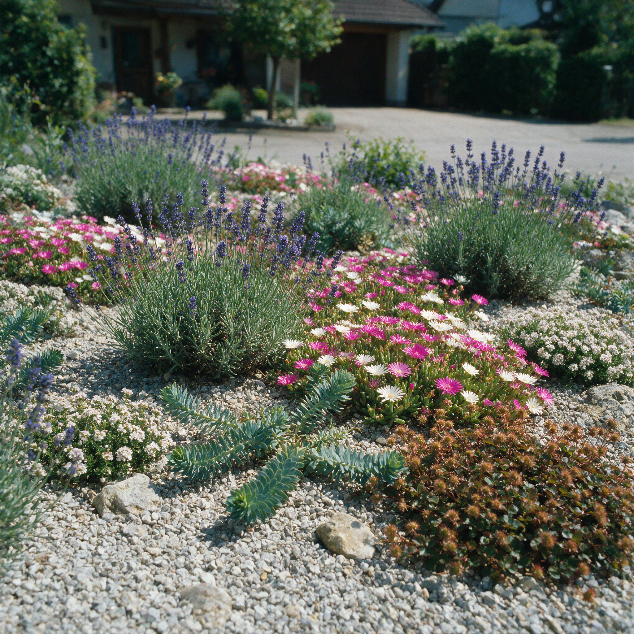Kiesbeet-Set: Lavendel, Delosperma, Walzen-Wolfsmilch, Thymian, Fingerkraut und Stachelnuesschen in einem trockenen Kiesbeet