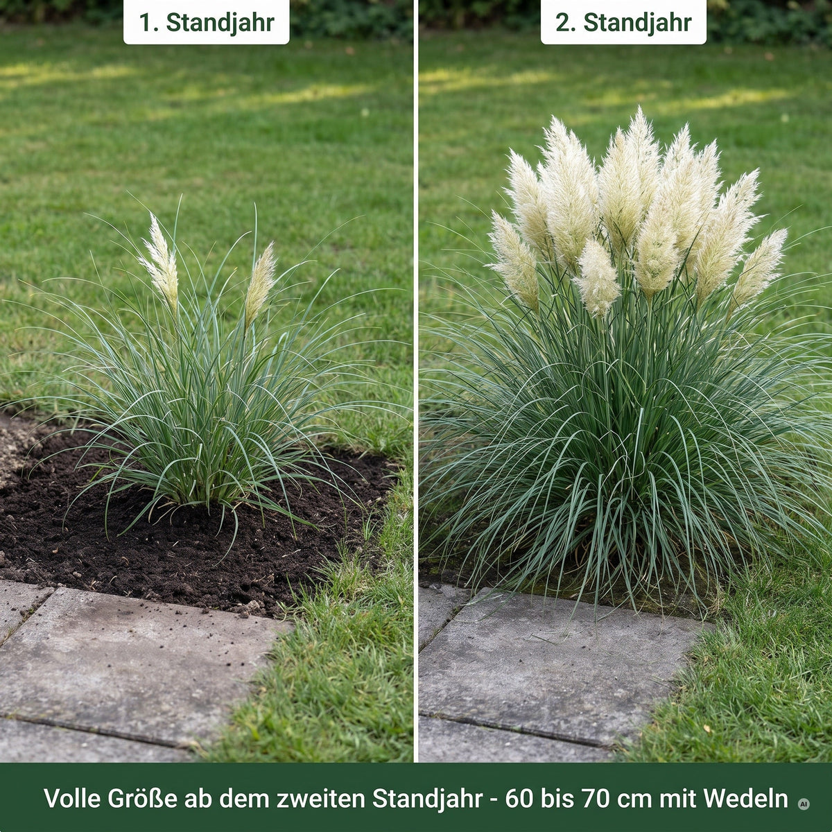 Cortaderia selloana 'Tiny Pampa' im ersten und im zweiten Standjahr im Vergleich an derselben Beetkante, Stauden Gänge.