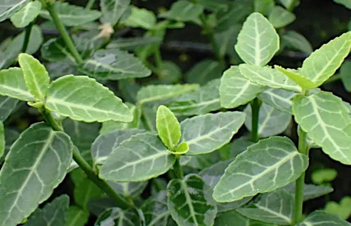 Grüne Kriechspindel Euonymus fortunei ’Radicans‘, Staude von Stauden Gänge, mit dichten, leuchtend grünen Blättern.