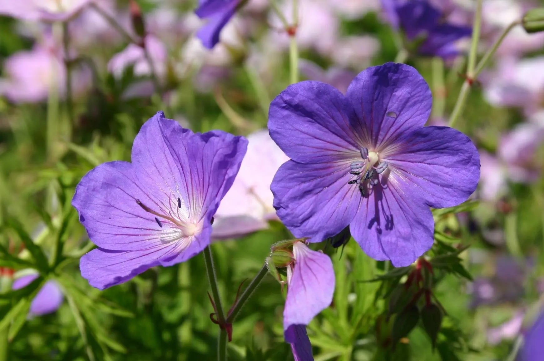 Geranium clarkei 'Kashmir Purple' Staude von Stauden Gänge, blühende Staude mit lila Blüten, ideal für den Garten.