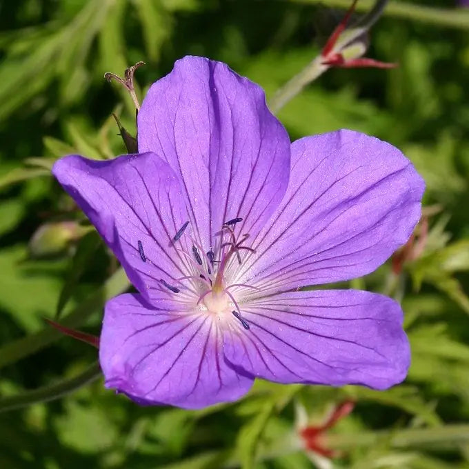 Geranium clarkei 'Kashmir Purple' Staude von Stauden Gänge mit lavendelfarbigen Blüten und grünen Blättern, im Garten.