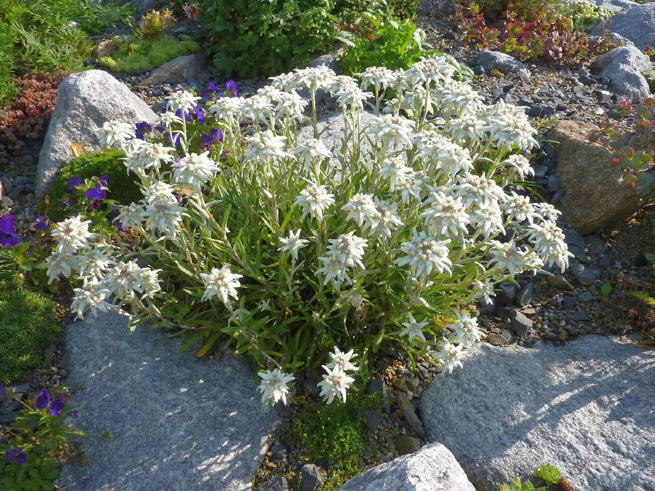 Edelweiß Staude Leontopodium souliei 'Alpina White' von Stauden Gänge, weiße Blüten und grüne Blätter, Nahaufnahme.