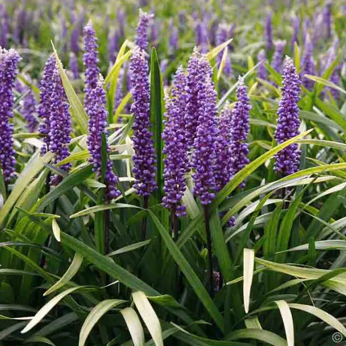 Liriope muscari 'Amethyst', Lilientraube, blühende Staude mit lila Blüten, vom Stauden Gänge.