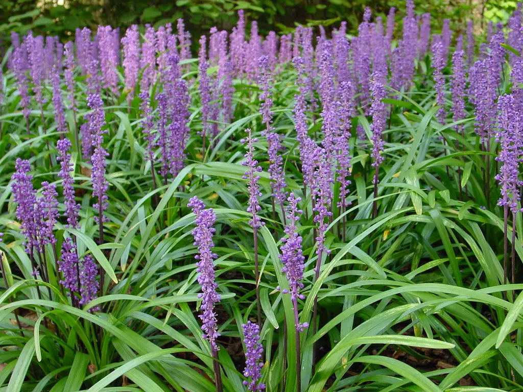 Liriope muscari 'Majestic' Lilientraube Staude von Stauden Gänge, mit schmalen, grünen Blättern und blauen Blütenrispen