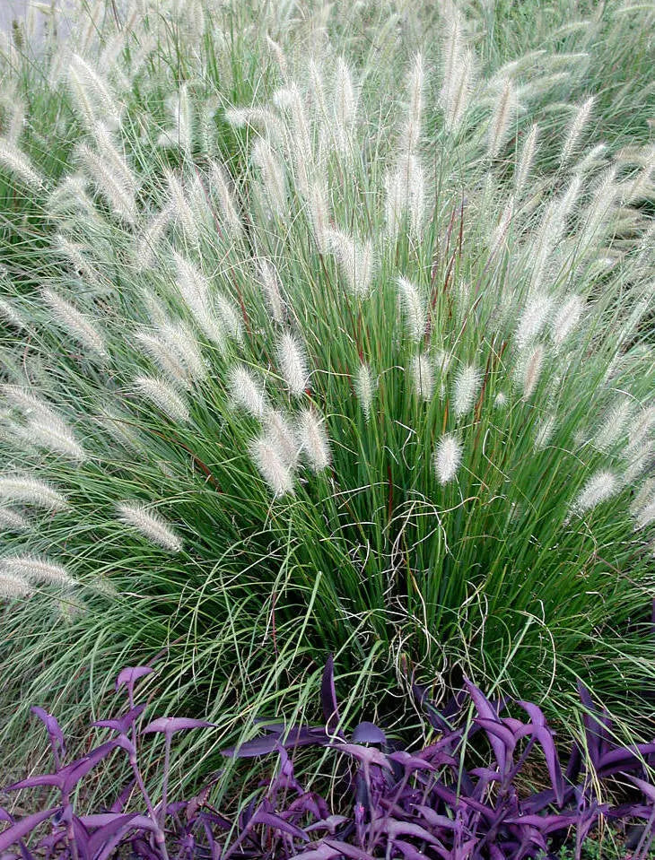 Vier Ziergräser aus der Stauden Gänge Kollektion, ideal für vielfältige Gartengestaltungen, in einem Gartenbeet.