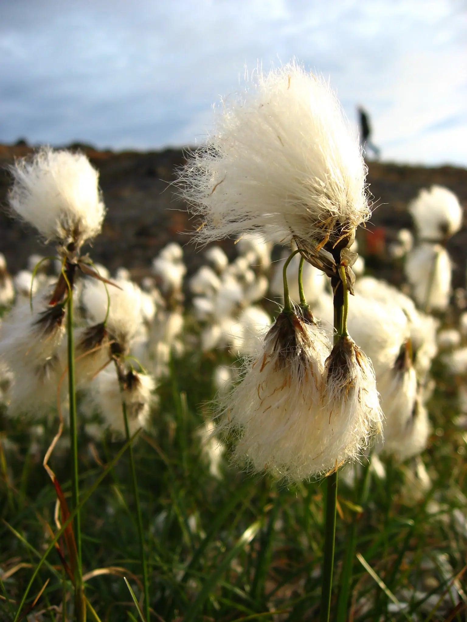 Ziergras Eriophorum angustifolium, Wollgras, mit weißen, wollartigen Blütenständen, von Stauden Gänge, Detailaufnahme