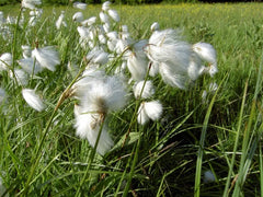Ziergras Eriophorum angustifolium Wollgras mit weißen, wolligen Blütenständen, Stauden Gänge, natürliche Gartendekoration
