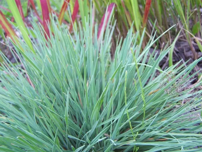 Ziergras Koeleria glauca, Blaues Schillergras, wächst in einem Garten, von Stauden Gänge, mit bläulichem, schillerndem Erscheinungsbild