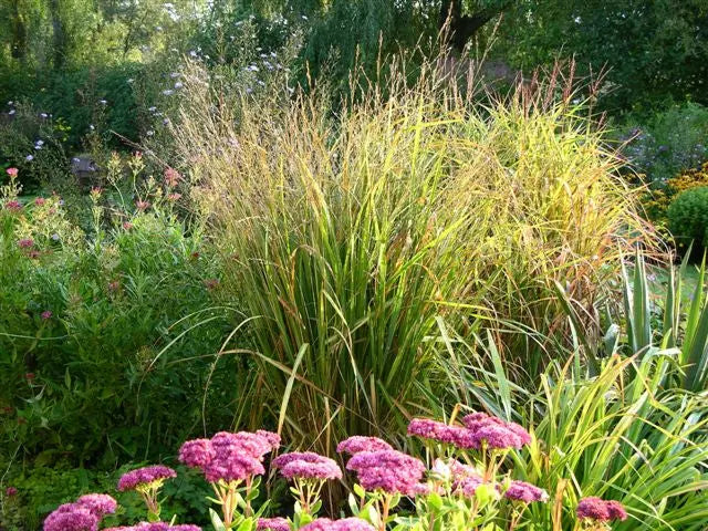 Ziergras Molinia arundinacea 'Fontäne' von Stauden Gänge, hohes Pfeifengras mit schmalen, aufrechten Halmen.