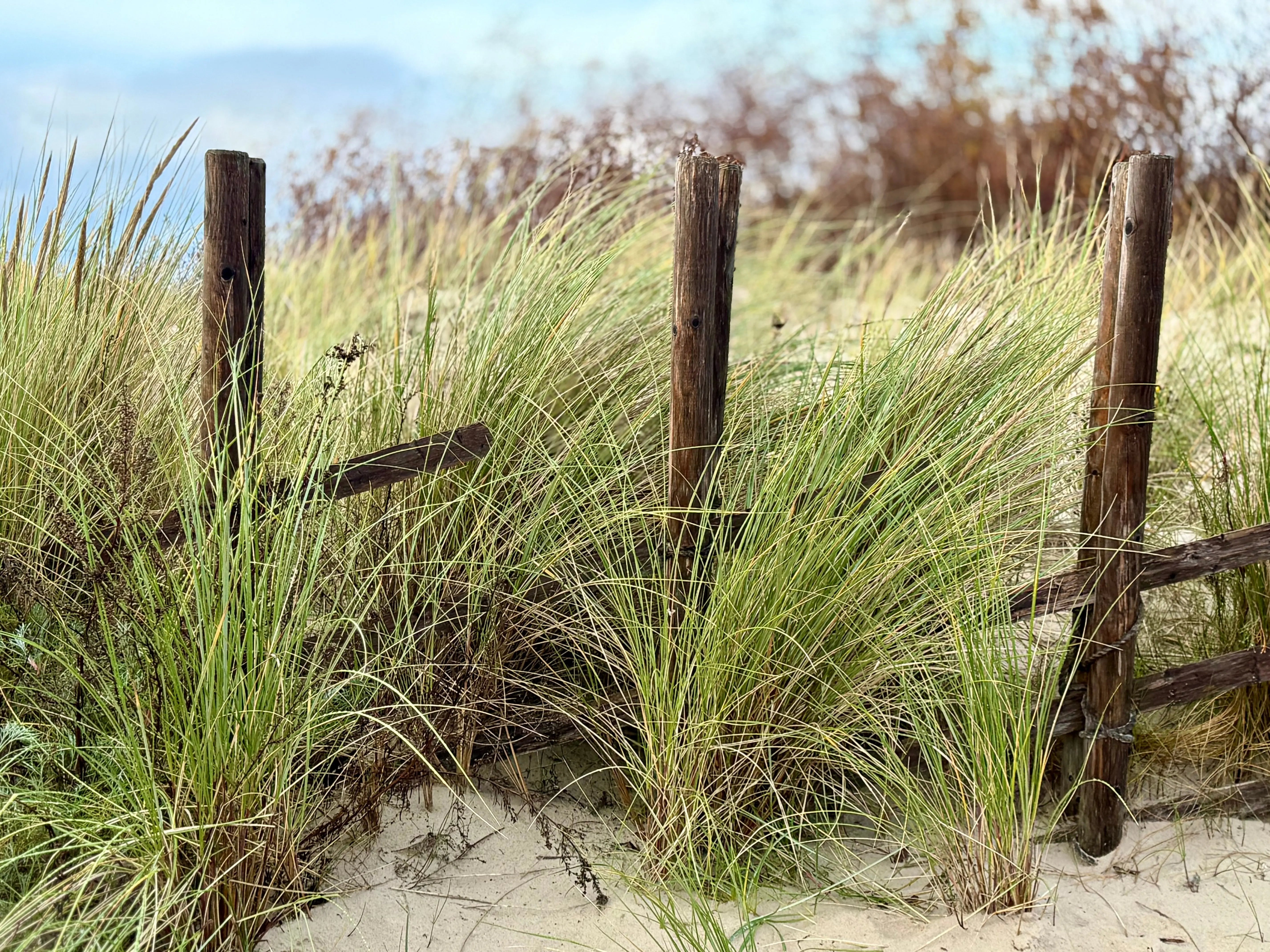 Ammophila - Strandhafer Stauden Gaenge